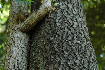 plants embrace