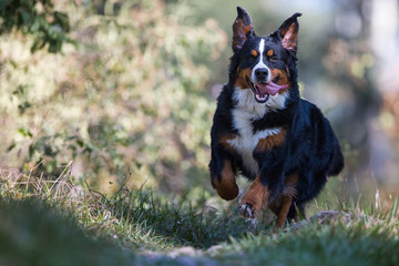 Berner Sennenhund rennt im Wald