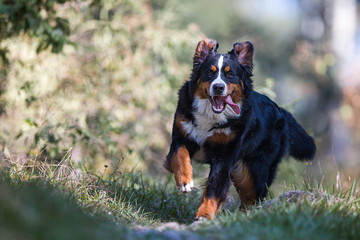 Berner Sennenhund tobt im Wald