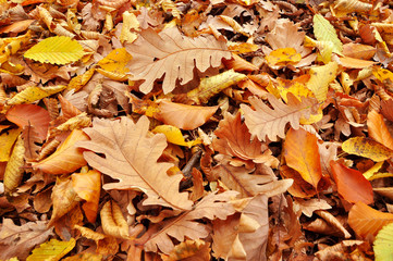 Autumn leaves on the forest floor