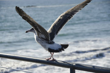 Seagull on a rail