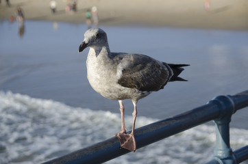 seagull sitting on a rail by the ocean in front of the water