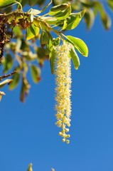 früchte an einem baum in spanien