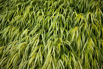 Vegetation background