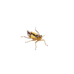 Small brown insect on a white background