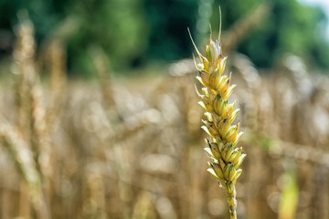 Detail Ear of corn with blurred background