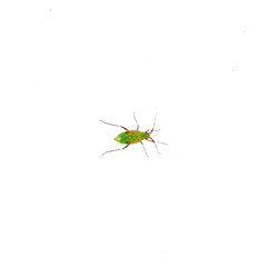 Green insect on a white background