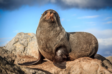 fur seal at the coast © skylynxdesign