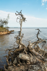 Uprooted tree