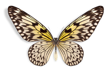 Fototapeta premium beautiful butterfly background