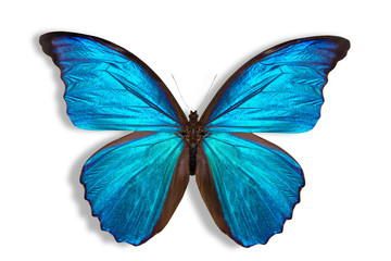 Fototapeta premium beautiful butterfly background