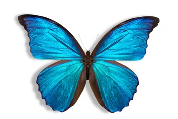 Crédence de cuisine en verre imprimé Papillon beautiful butterfly background