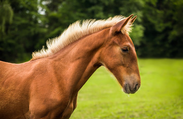 Fototapeta premium Beautiful Sad Brown Horse in Profile with Green Grass and Trees in Background