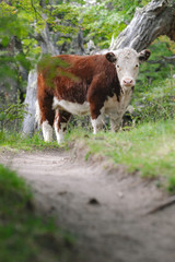Lone cow on the trail - Chalten - Argentina