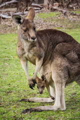 Naklejka na ściany i meble grey kangaroo with a baby