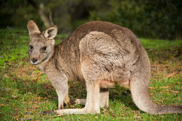 Naklejka na ściany i meble grey kangaroo - Grampians Australian national park