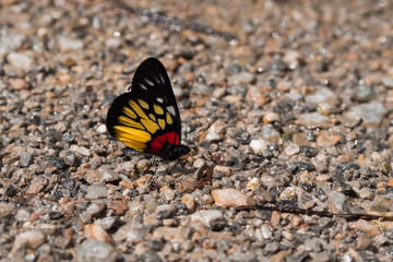 Fototapeta na wymiar monarch butterfly isolated on sea stone background