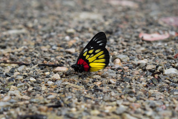monarch butterfly isolated on sea stone background