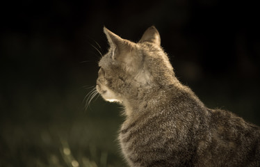Obraz premium Katze guckt in die Ferne