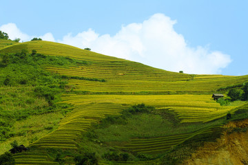Fototapeta premium Rice fields on terraced of Mu Cang Chai, YenBai, Vietnam. Rice fields prepare the harvest at Northwest Vietnam.Vietnam landscapes.