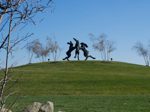 Dancing Hares from Afar