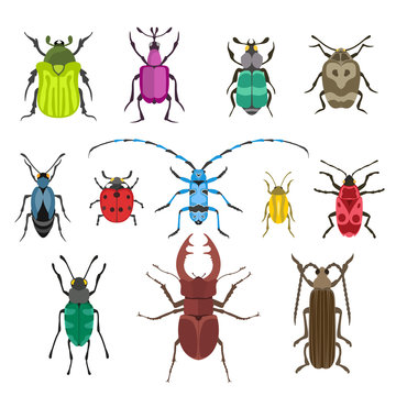 Colorful insects vector biology collection