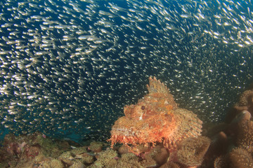 Tasseled Scorpionfish and Glassfish