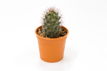 Miniature cactus