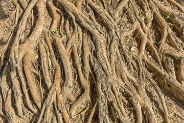 Tropical tree roots under light