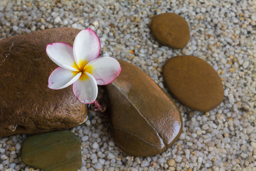 Fototapeta na wymiar relaxing and peaceful with flower plumeria or frangipani decorated on water and pebble rock in zen style for spa meditation mood