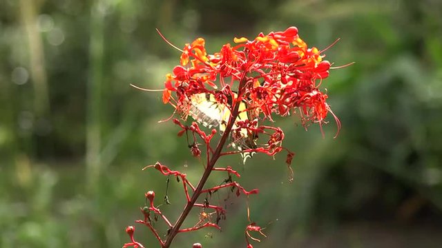 A butterfly flies over a flower collecting nectar in garden. 4k video.