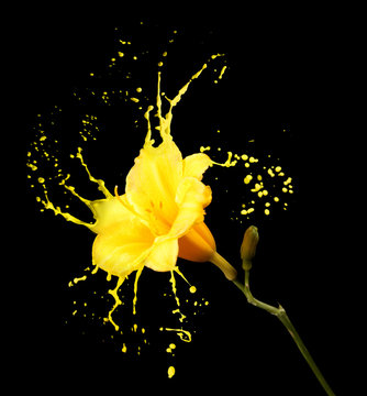 Fototapeta yellow flower splashes