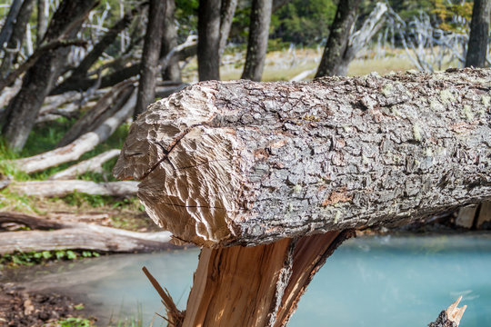 Tree fallen by a beaver in Tierra del Fuego, Argentina