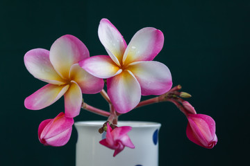 Isolated elegant pink and white  flower plumeria or frangipani on black background