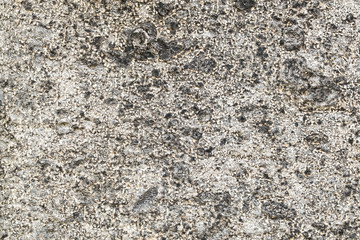 bark tree texture