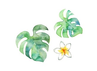 モンステラとプルメリア