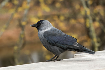 Kawka © kotirbis