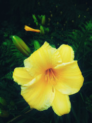 beautiful yellow flower, vintage tone