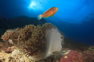 Skunk Anemonefish (Clownfish): fish and coral reef