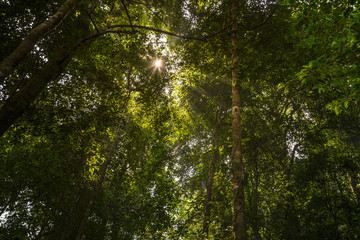 Low angle view of the forest to the sky 