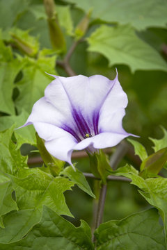 Datura stramonium, Jimson weed or Devil's snare