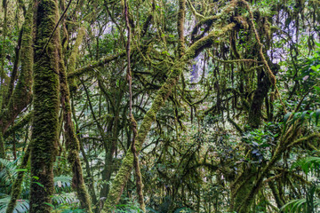 Fototapeta premium Jungle near Catarata de Gocta, one of the highest waterfalls in the world, northern Peru.
