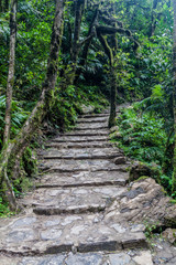 Jungle trail leading to Catarata de Gocta, one of the highest waterfalls in the world, northern Peru.