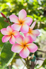 Beautiful sweet pink flower plumeria bunch in home garden with  happy morning mood and natural background