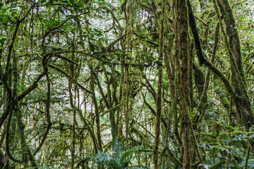 Jungle near Catarata de Gocta, one of the highest waterfalls in the world, northern Peru.