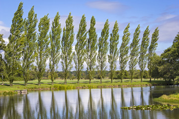 Naklejka premium Row of Poplar Trees