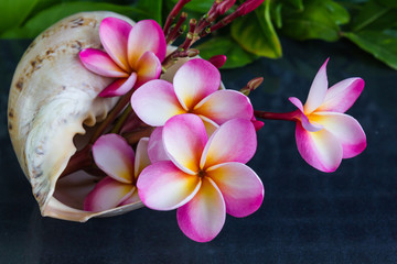 Close up of beautiful sweet pink flower plumeria bunch with black background