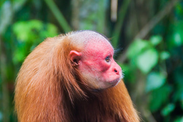 The bald uakari monkey (Cacajao calvus) in Amazon Animal Orphanage Pilpintuwasi in village Padre...
