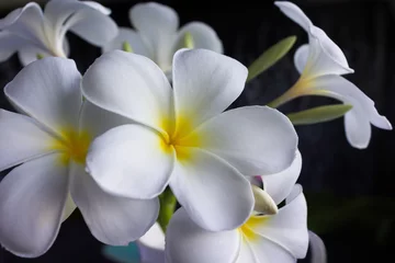 Gordijnen Isoleer mooie charmante witte bloem plumeria bos in mooie stip patroon beker op zwarte achtergrond © kazitafahnizeer