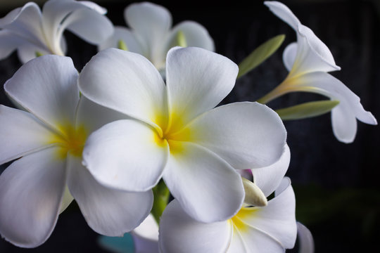 Fototapeta Isolate beautiful charming white flower plumeria bunch in lovely dot pattern cup on black background